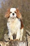 CAVALIER KING CHARLES 363